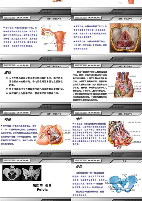 女人形|解剖学高清图谱 女性生殖系统